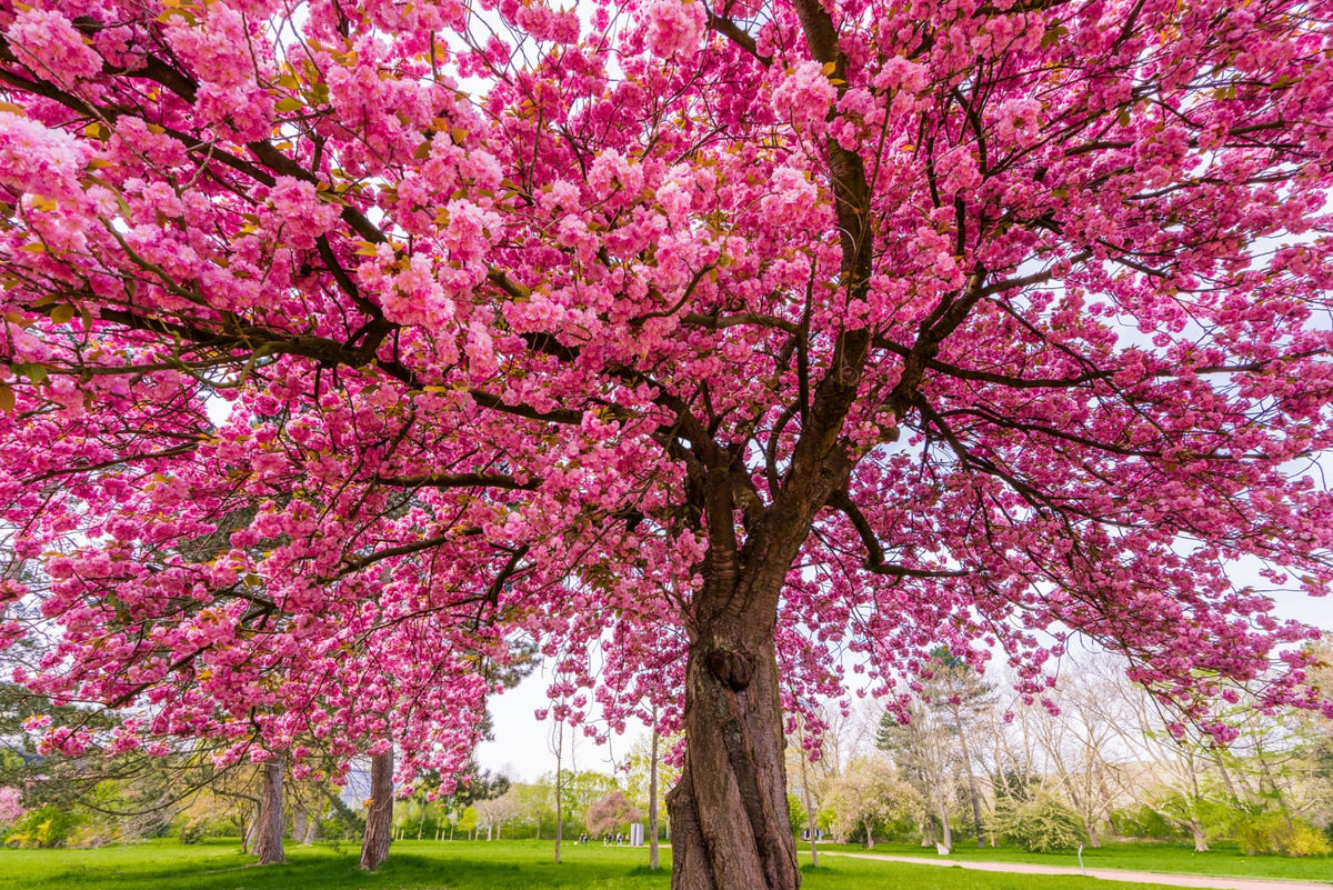 Beautiful flowering Sakura tree